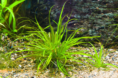 Close-up of fresh green plants in water