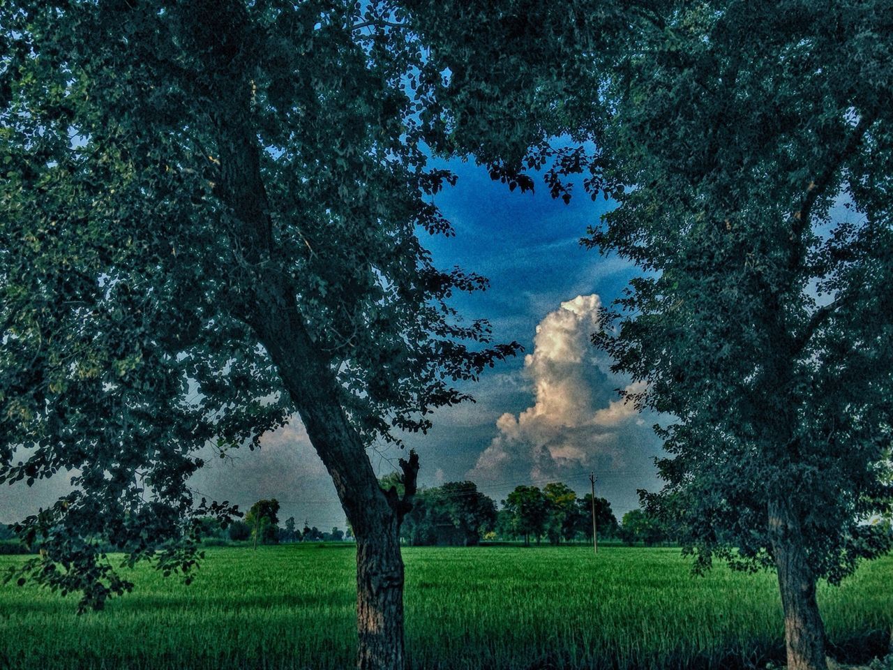 TREES ON FIELD AGAINST SKY