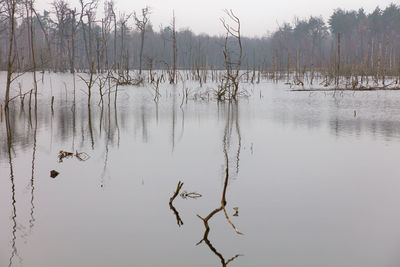 Bare trees by lake against sky