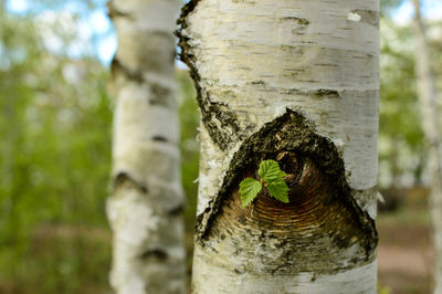 Close-up of tree stump