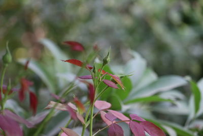 Close-up of red flowering plant