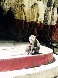 Monkey sitting on rock against wall