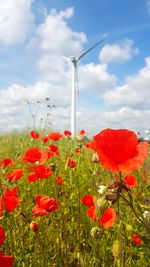 Red poppy flowers blooming on field against sky