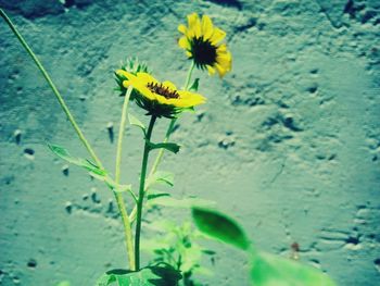 Close-up of yellow flowers blooming outdoors