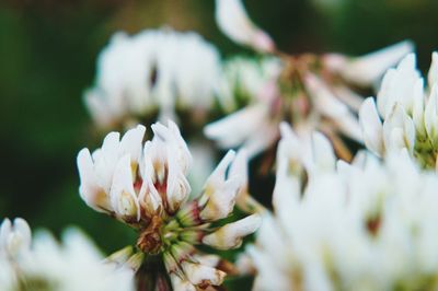 Close-up of white flowering plant