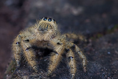 Close-up of jumping spider on rock