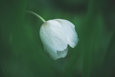 Close-up of white rose flower