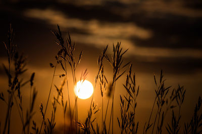 Close-up of plants growing on field against sky during sunset