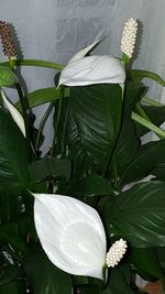 Close-up of white flower blooming outdoors