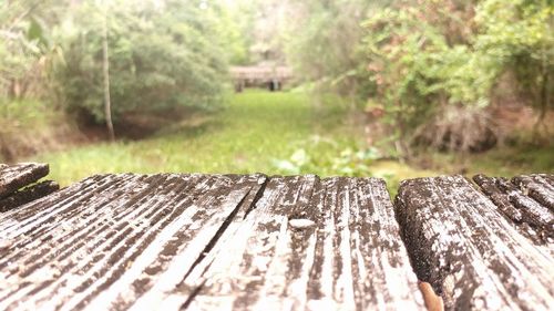 Close-up of bench in park