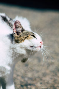 Close-up of cat looking away