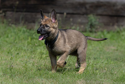 Dog looking away on field