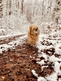 Dog running on snow covered field