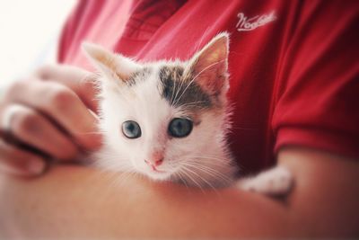 Close-up portrait of kitten on hand