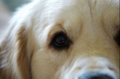 Close-up portrait of a dog