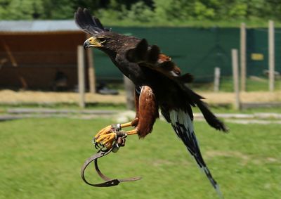 Harris hawk in flight in a falconry club 