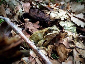 Close-up of lizard