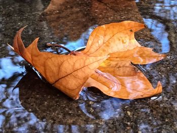 Close-up of dry autumn leaf on water