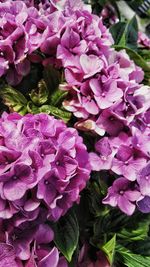 Close-up of purple flowers