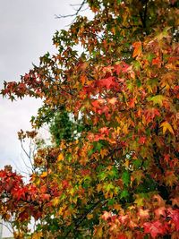 Low angle view of flowering tree against orange sky