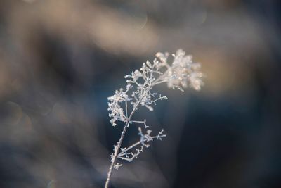 Close-up of frozen plant