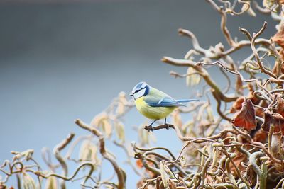 Bird perching on branch