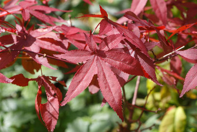 Close-up of red maple leaves