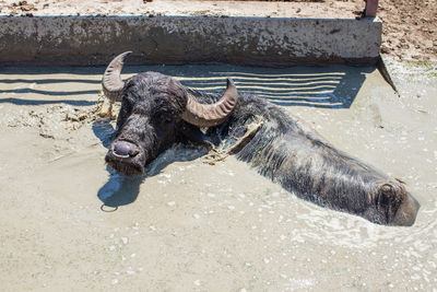 High angle view of crab on land