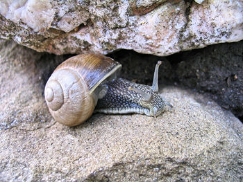 Close-up of snail on rock