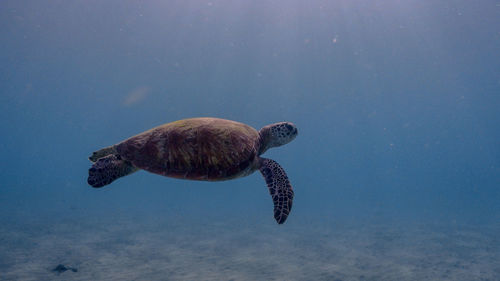 Green sea turtle at pagkilatan