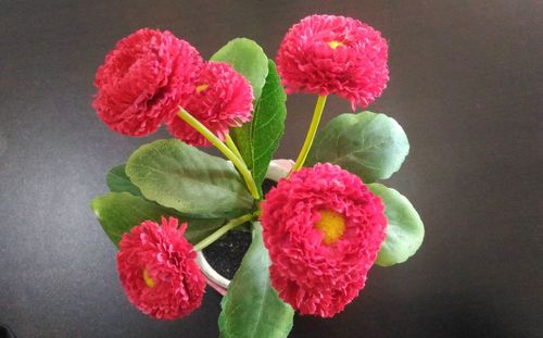 Close-up of flowers blooming outdoors