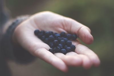 Close-up of blueberries on palm