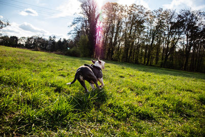 Dog in a field