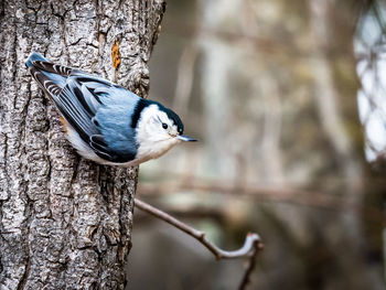 A white-breasted nuthatch perching on tree trunk.