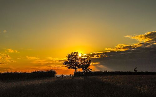 Silhouette plants on field against sky during sunset