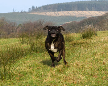 Portrait of dog running on field