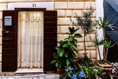 Potted plants on window of building