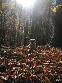 Trees in forest during autumn