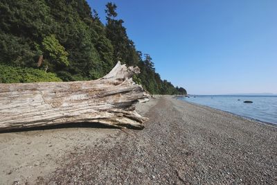 Driftwood on beach against clear sky