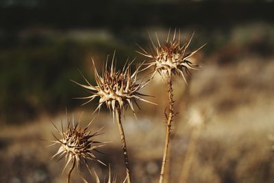 Close-up of dried thistle plant