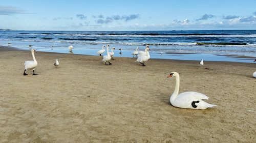 Seagulls on beach