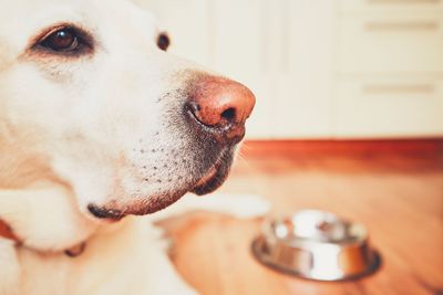 Close-up of dog at home