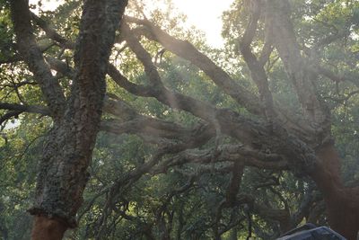 Low angle view of trees in forest