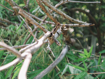 Close-up of dead plant on land