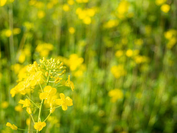 Close-up of yellow flowering plant on field