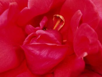 Macro shot of red rose