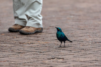 Low section of man standing on ground