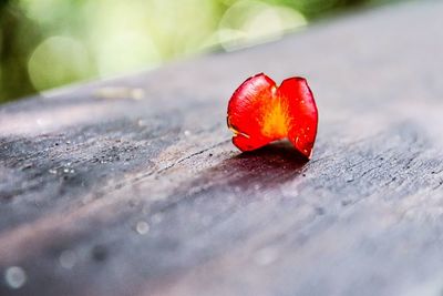 Close-up of red rose