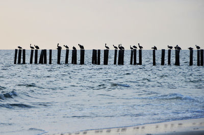 Wooden posts on beach against clear sky