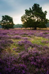 Flowers growing on field against sky